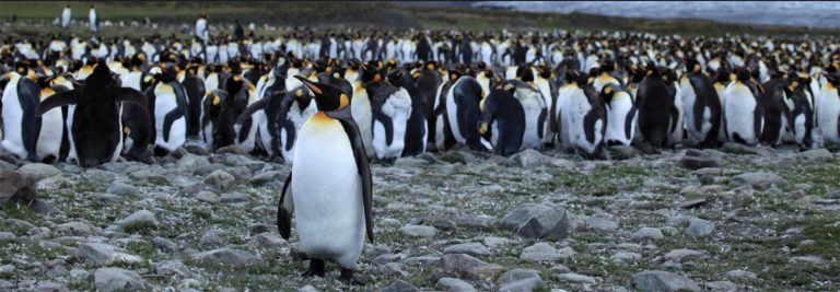 imagem de pinguins-rei