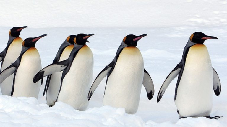 imagem de pinguins-rei