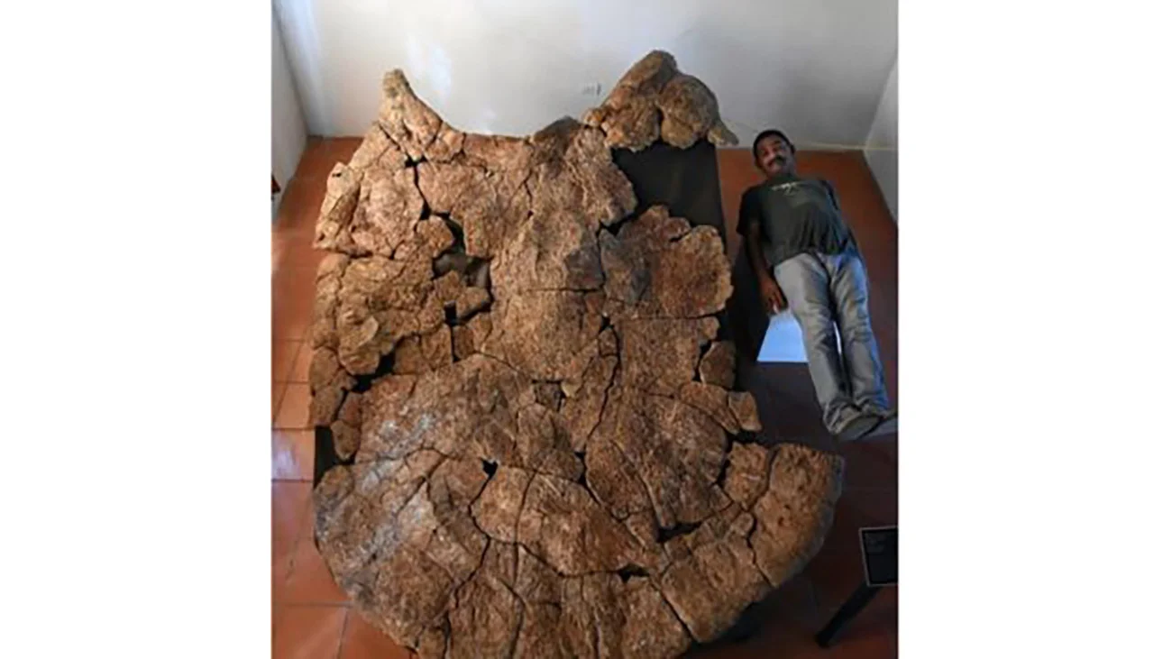 imagem de fóssil de tartaruga gigante