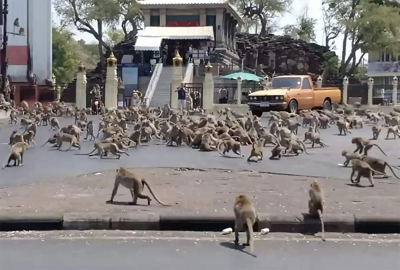 imagem de milhares de macacos nas ruas de Lopburi, Tailândia