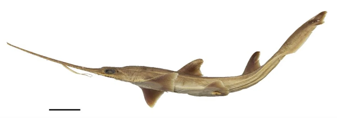 imagem do tubarão-serra juvenil de Kaja