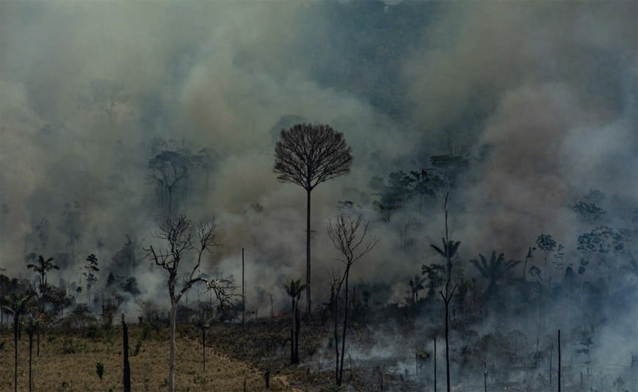 imagem de grilarem na Amazônia