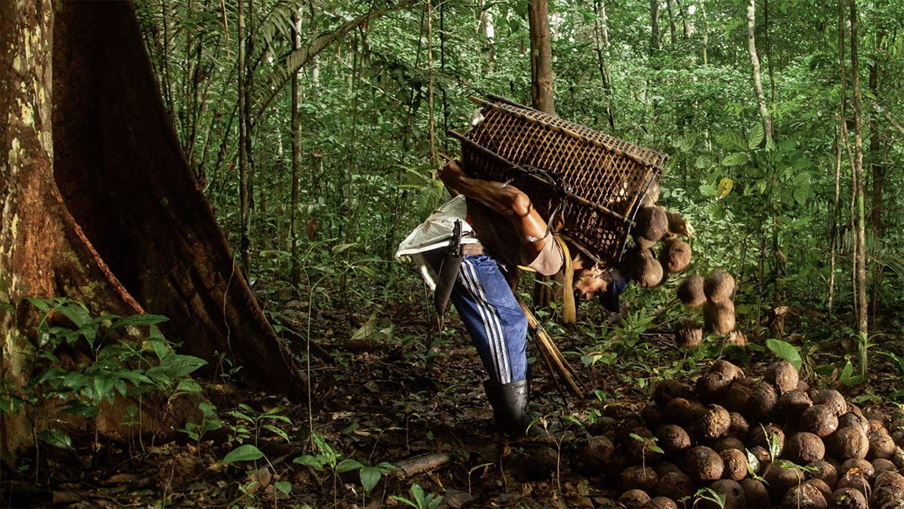 imagem de extrativista recolhendo castanha do Pará
