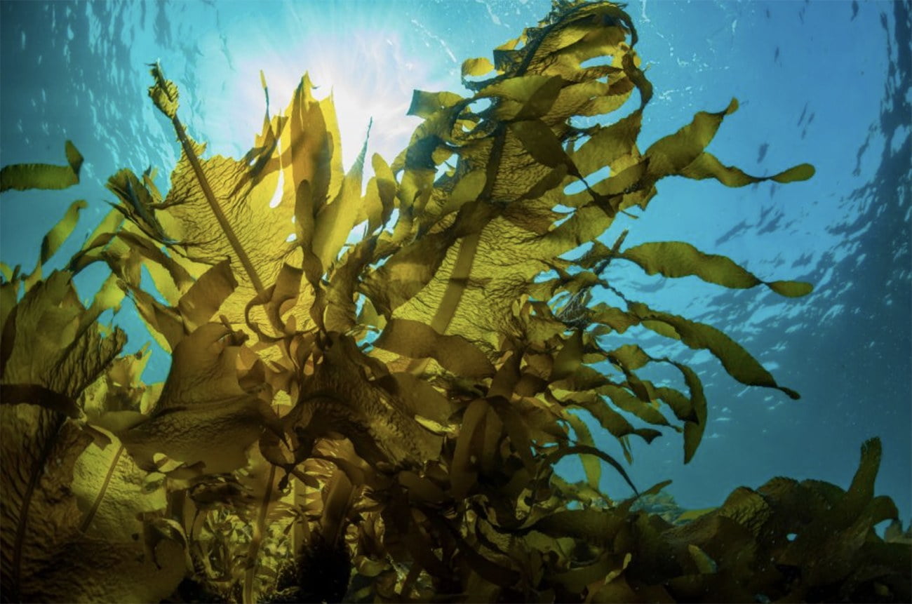 imagem de algas marinhas pardas