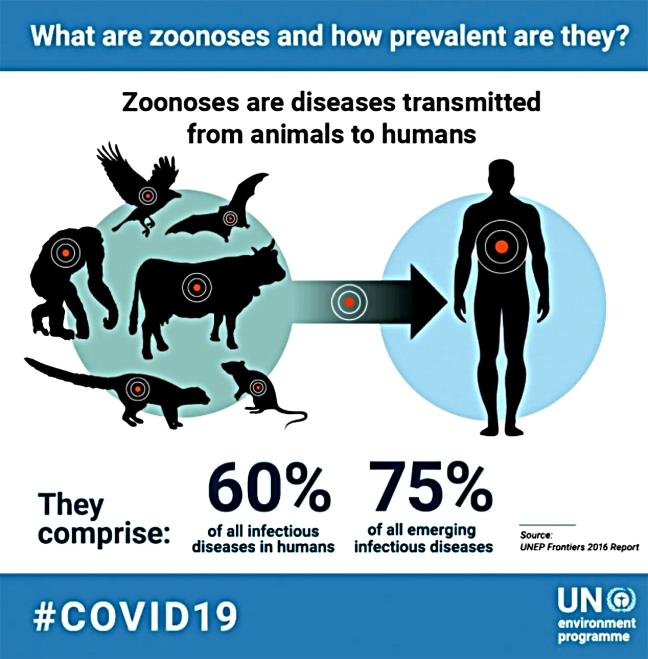 infográfico da Onu mostra como se propagam doenças zoonóticas