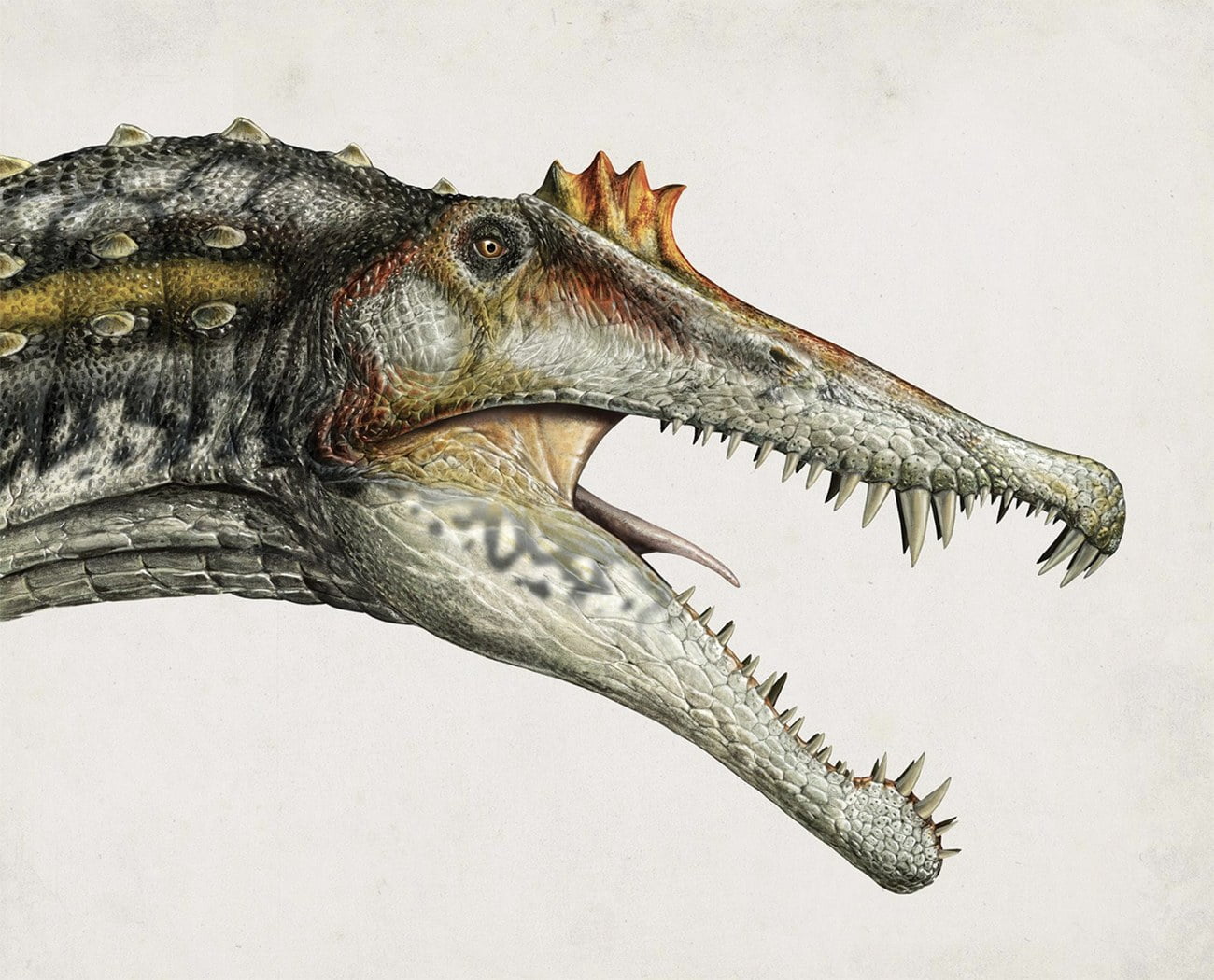 desenha da cabeça de um Espinossauro, um dinossauro