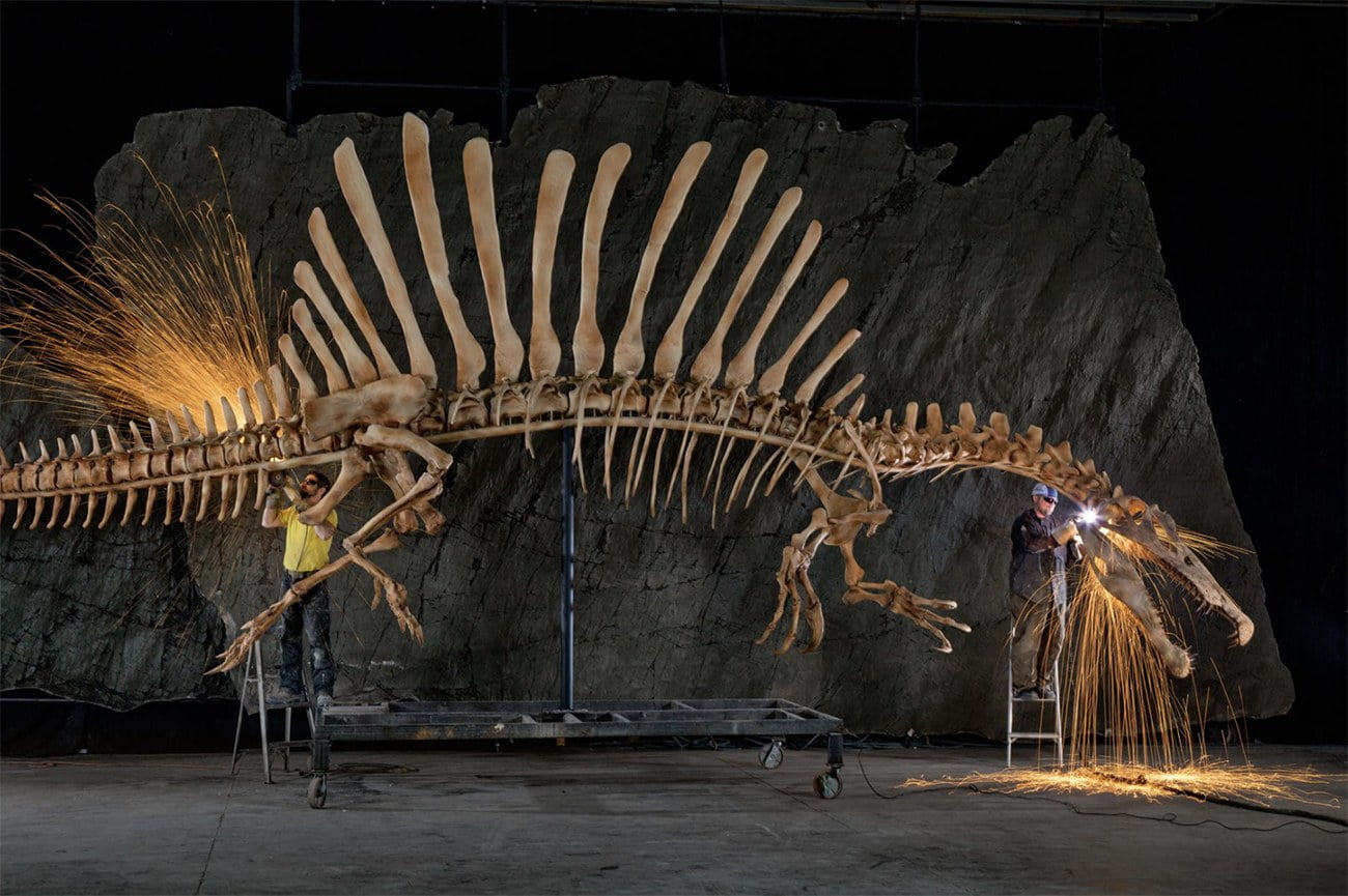 imagem de esqueleto de Espinossauro, um dinossauro