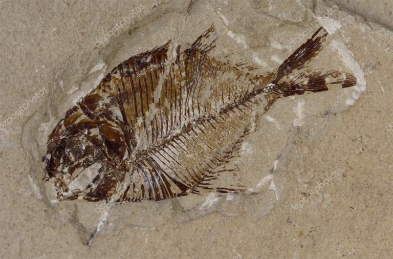 imagem de fóssil de peixe