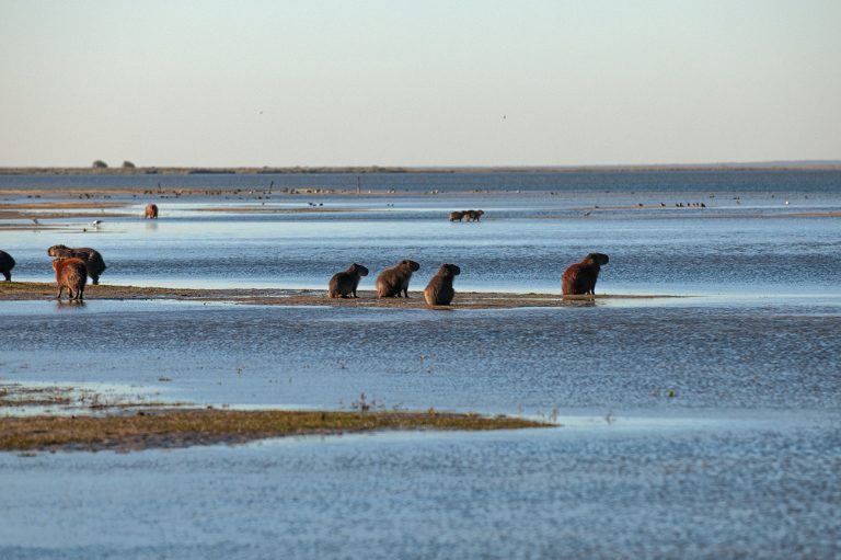 imagem de capivaras na lagoa mangueira