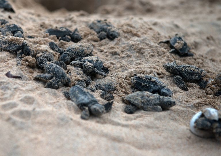 imagem de filhotes de tartaruga na praia