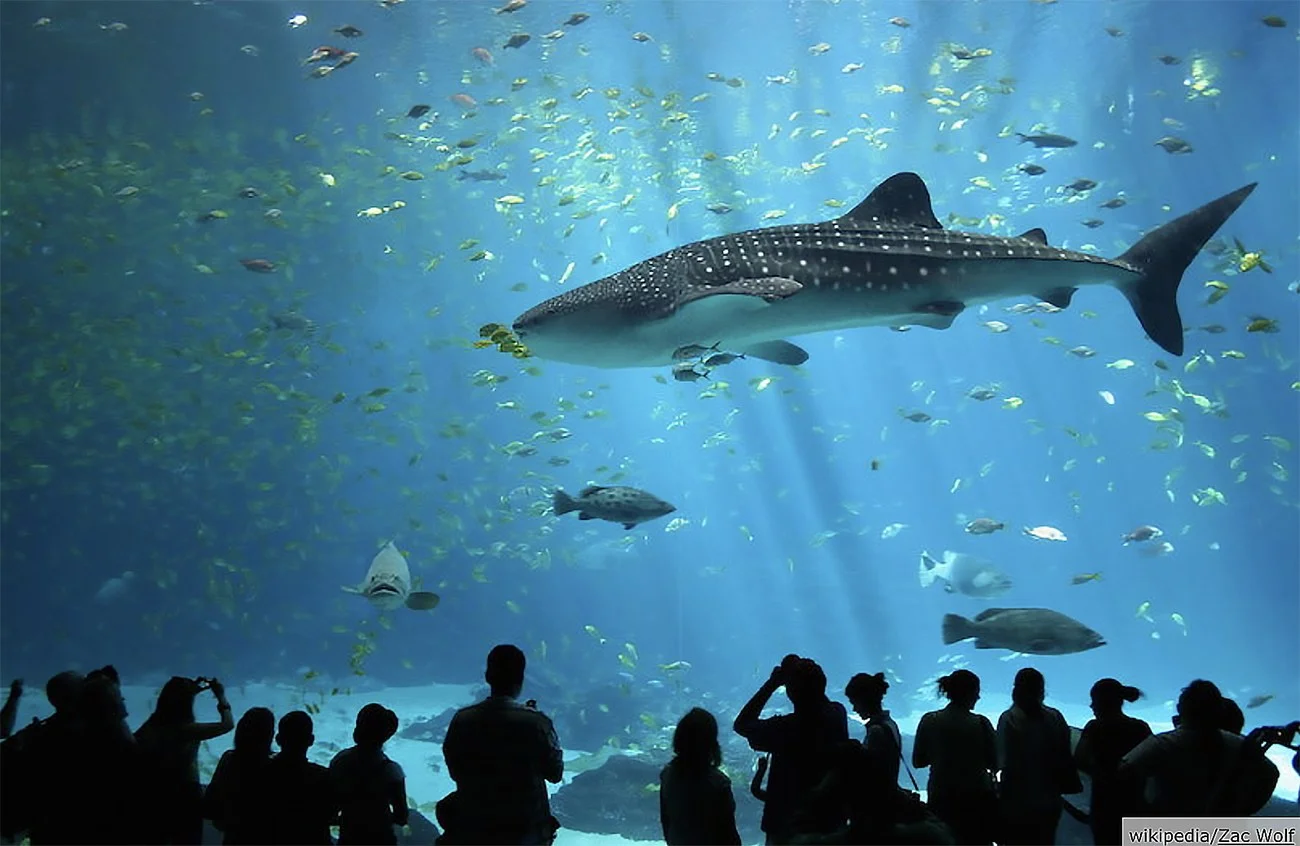 imagem de tanque do aquário de Atlanta, USA