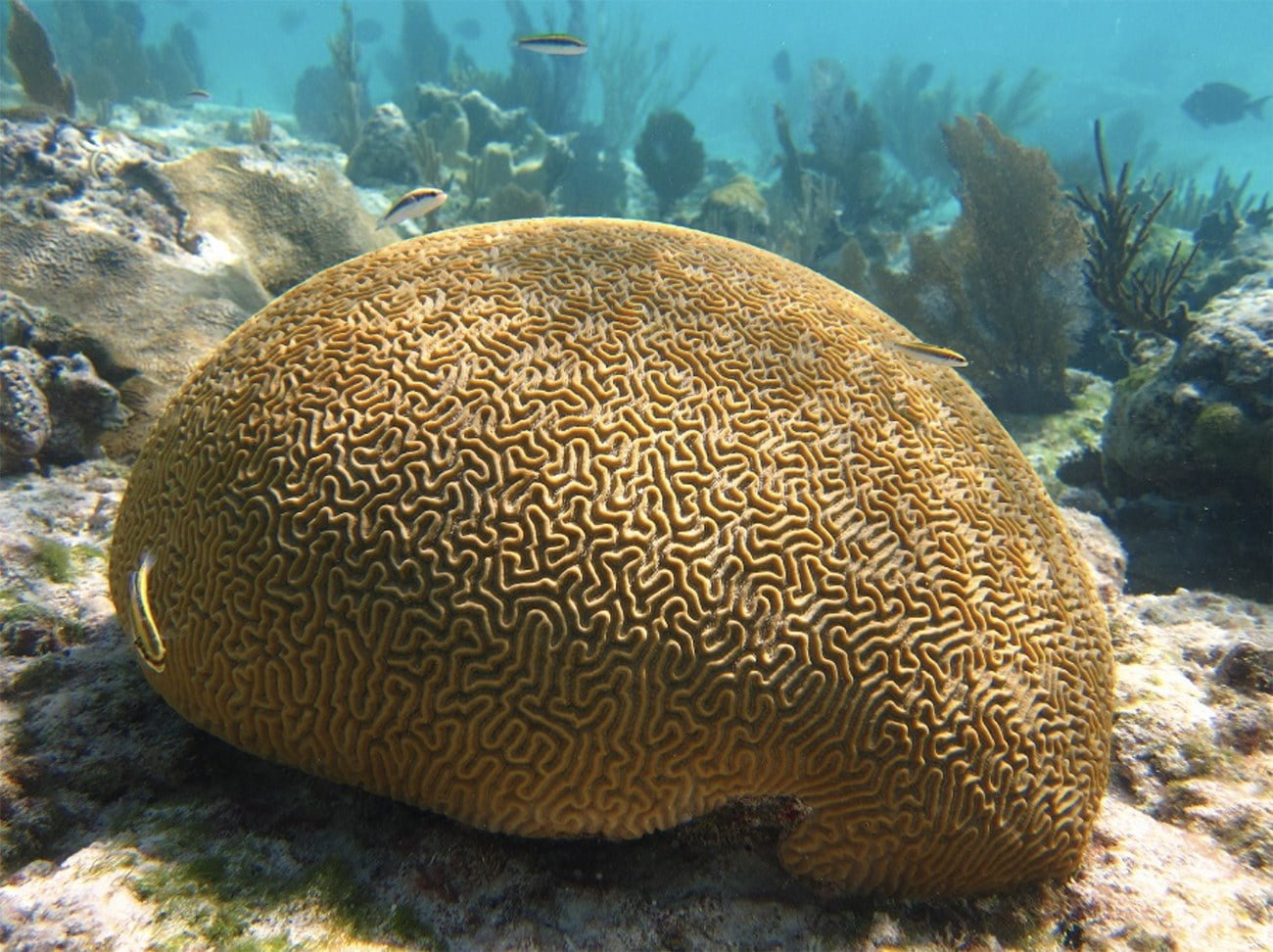 imagem de recife de coral