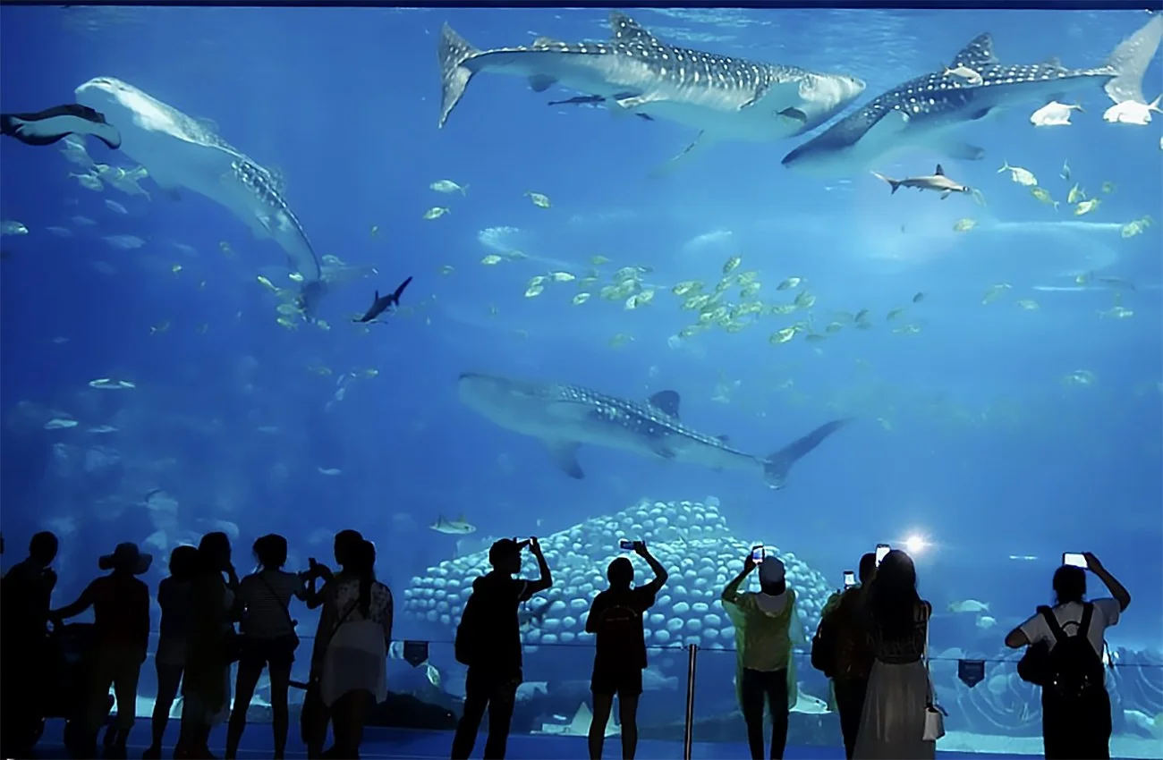 imagem do aquário Chimelong International Ocean Resort, na China