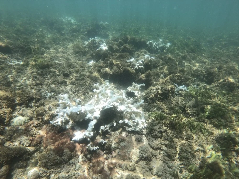 imagem de branqueamento de corais no Nordeste