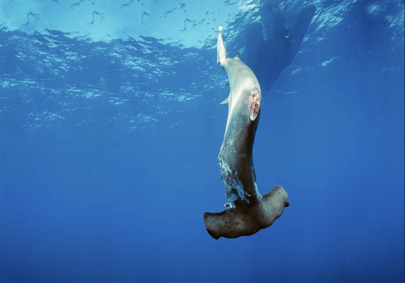Imagem de tubarão-martelo indo ao fundo sem as barbatanas