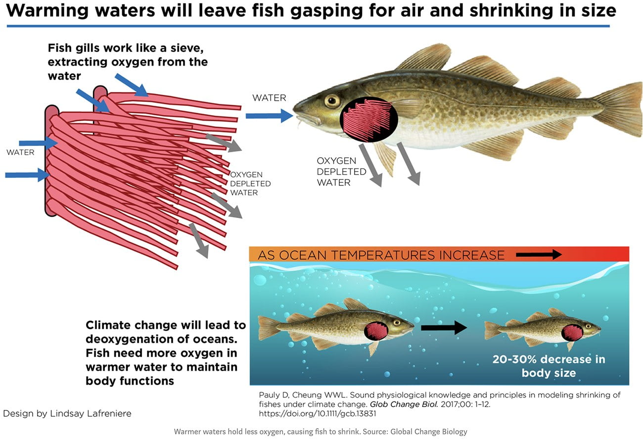 infográfico mostra efeito do aquecimento global sobre os peixes.