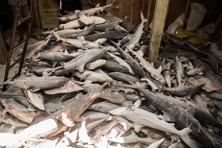 imagem de porão de navio cheio de peixes