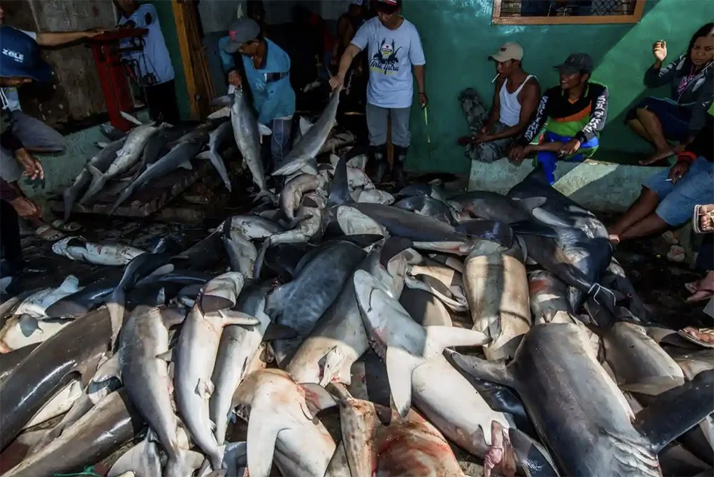 imagem de tubarões mortos sem suas barbatanas