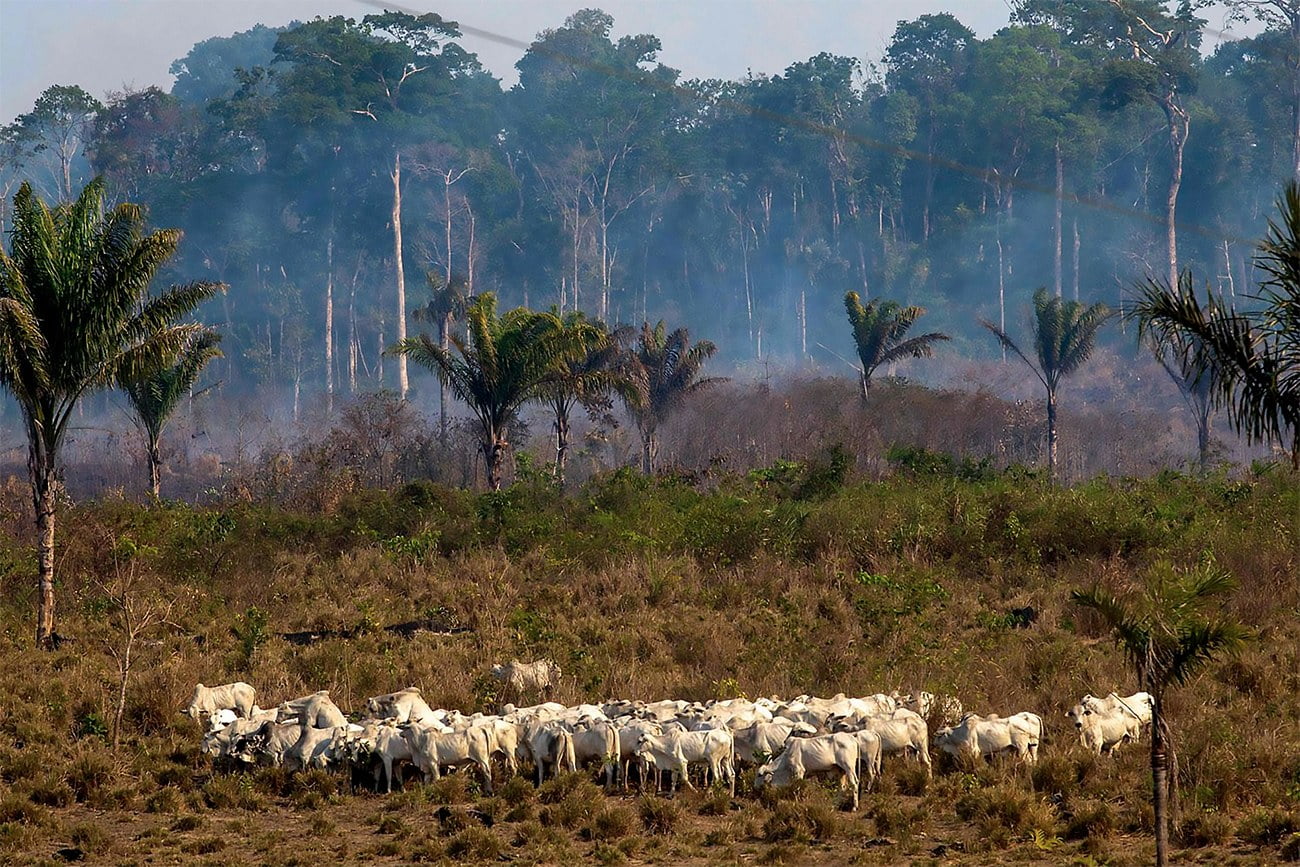 imagem de desmatamento na Amazônia