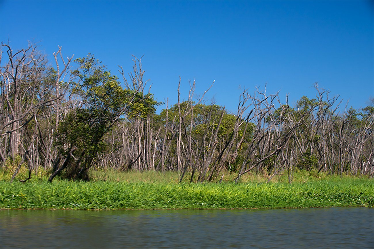 imagem do manguezal de Iguape totalmente destruído