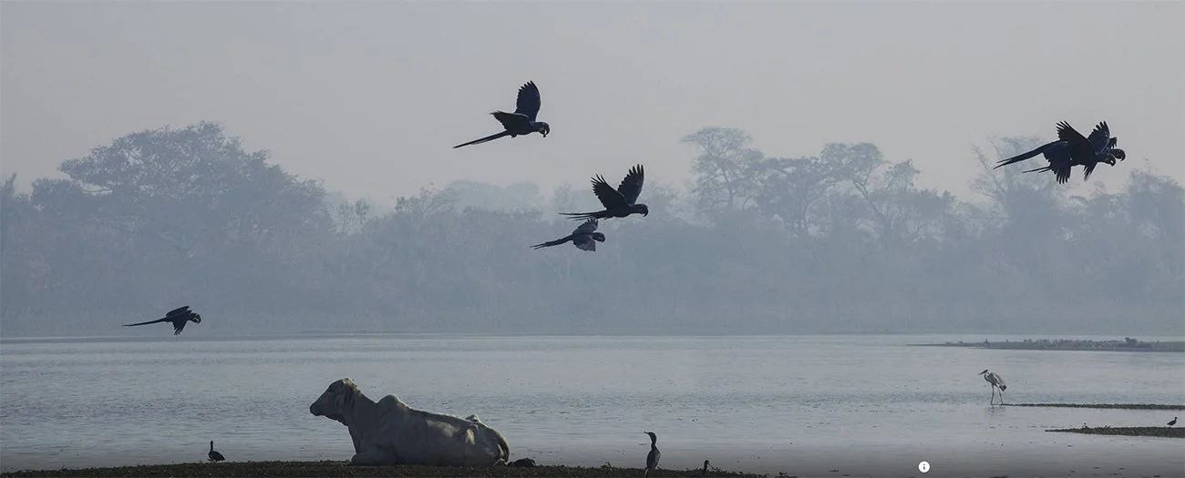 Imagem de araras-azuis no Pantanal