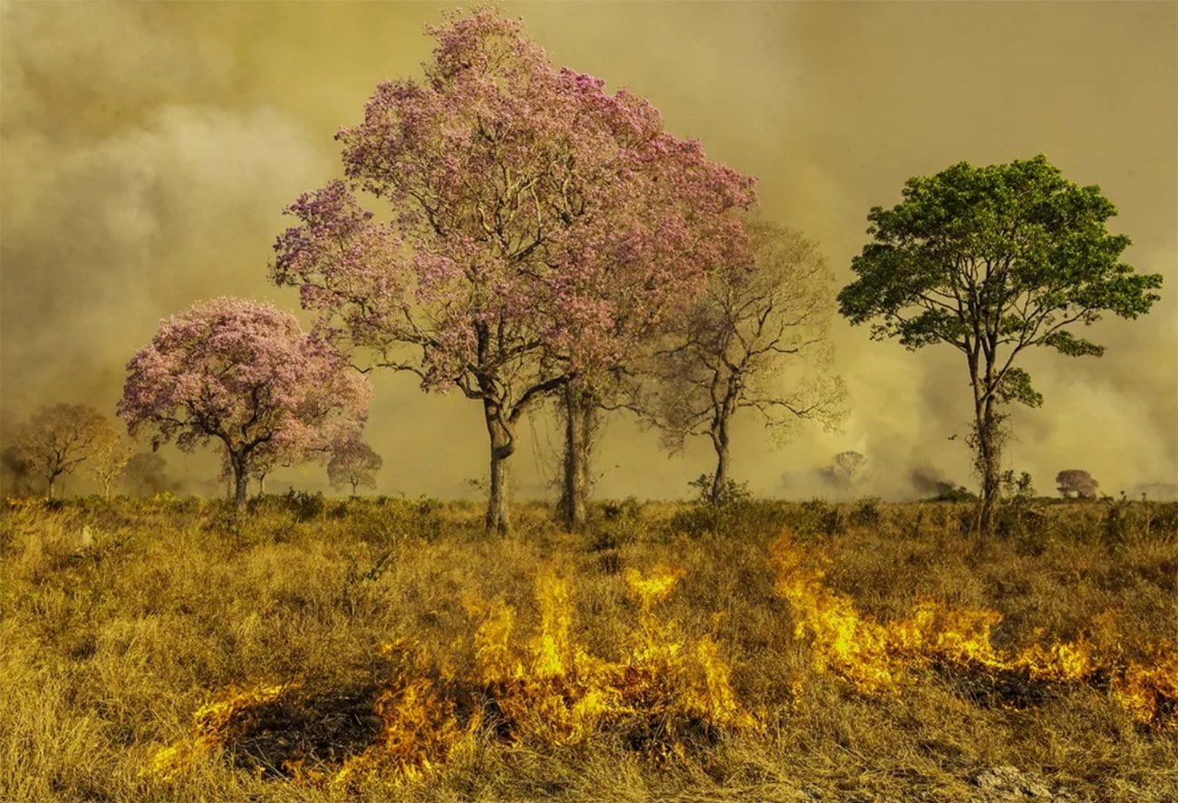 imagem de Ipês em chamas no Pantanal