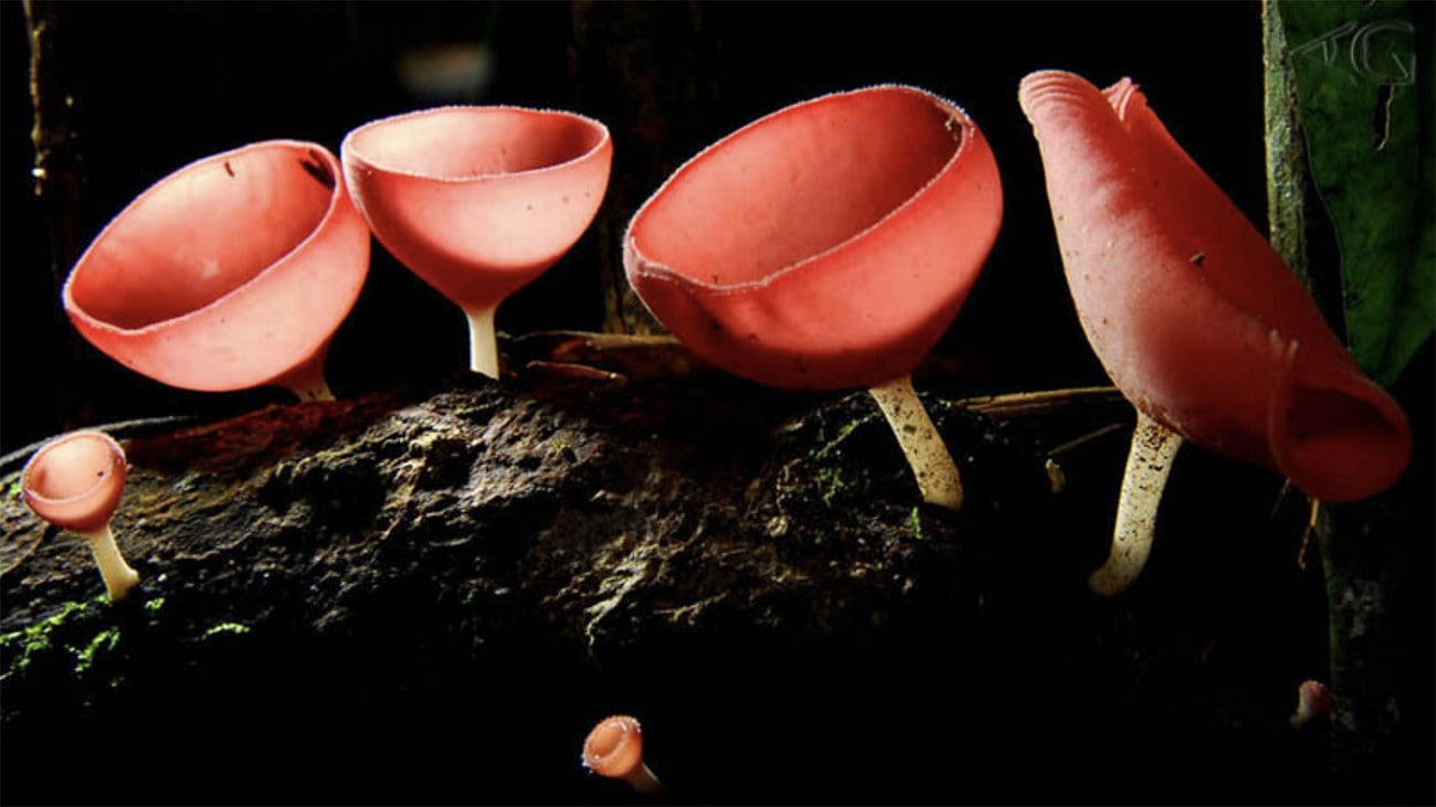 imagem de fungos da Amazônia