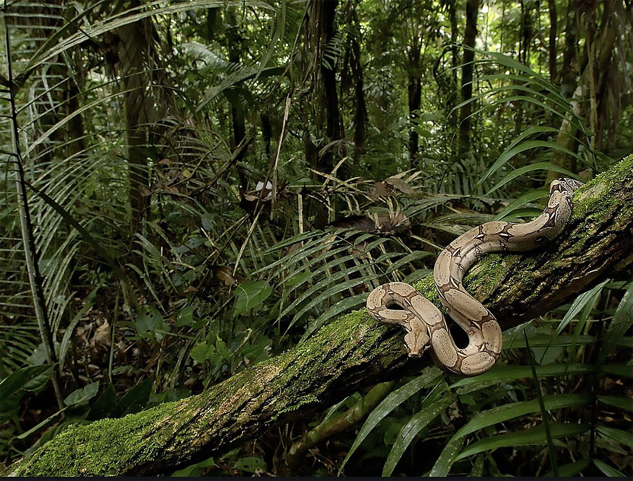 imagem de cobra na floresta da Amazonia