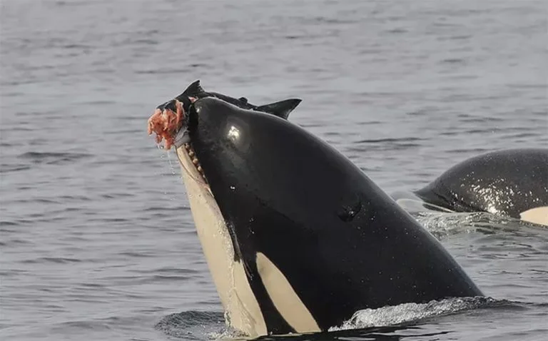 imagem de orcas