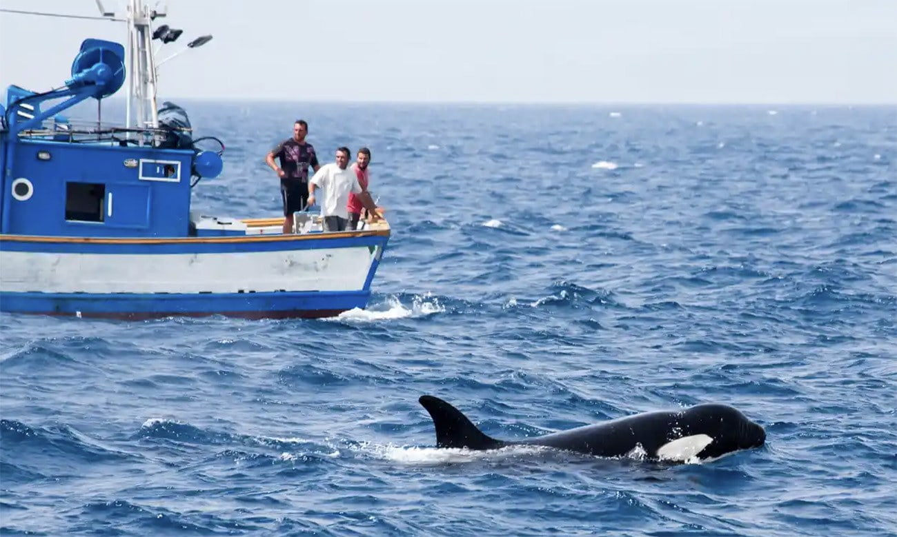 imagem de orcas e barcos