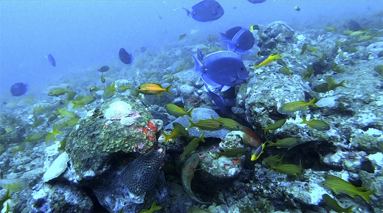 imagem de peixes em recifes do banco Royal Charlotte