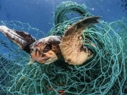 Indústria pesqueira mundial e 10% do plástico nos oceanos