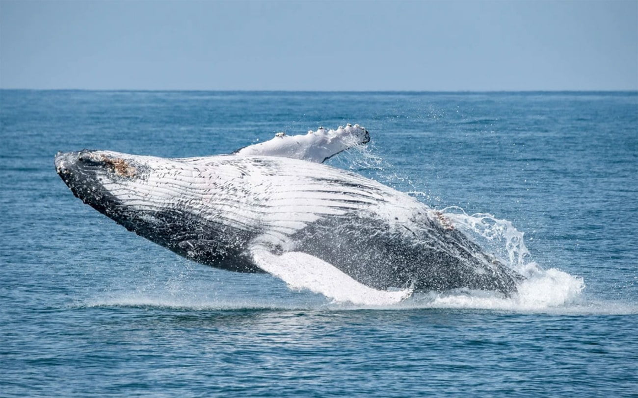 imagem de baleia Jubarte saltando