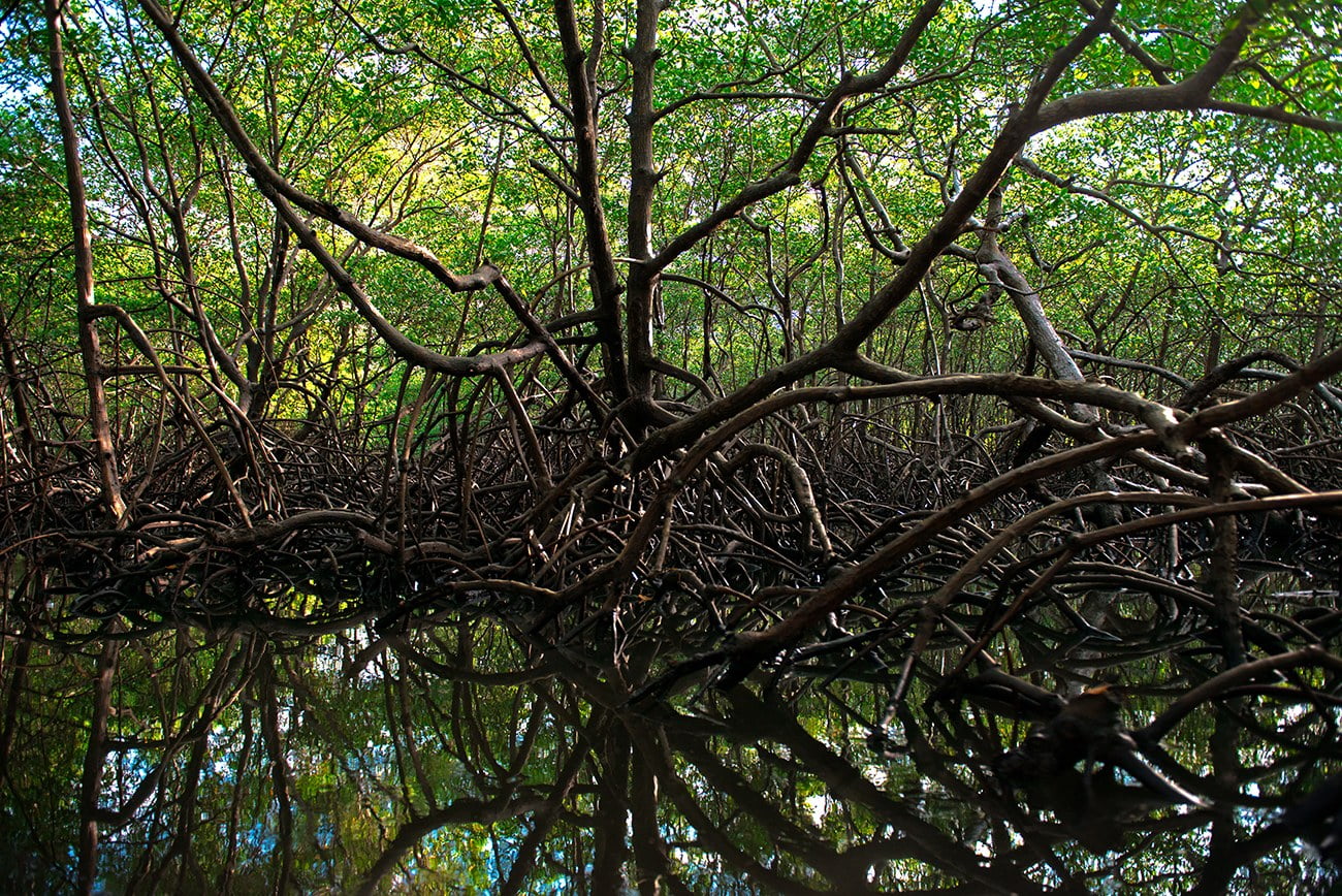 imagem de manguezal