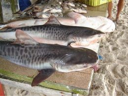 Você come cação? Pode estar comendo espécies ameaçadas