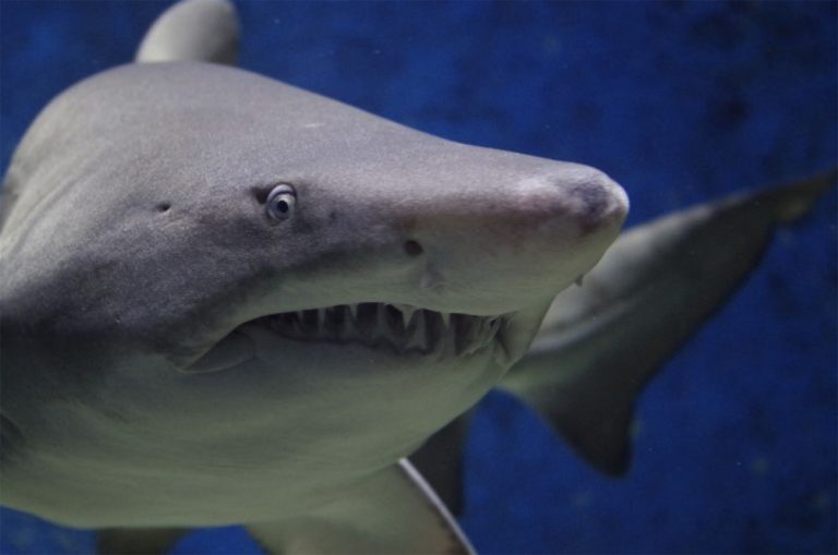 imagem de tubarão mangona