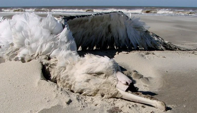 imagem de albatroz morto em praia