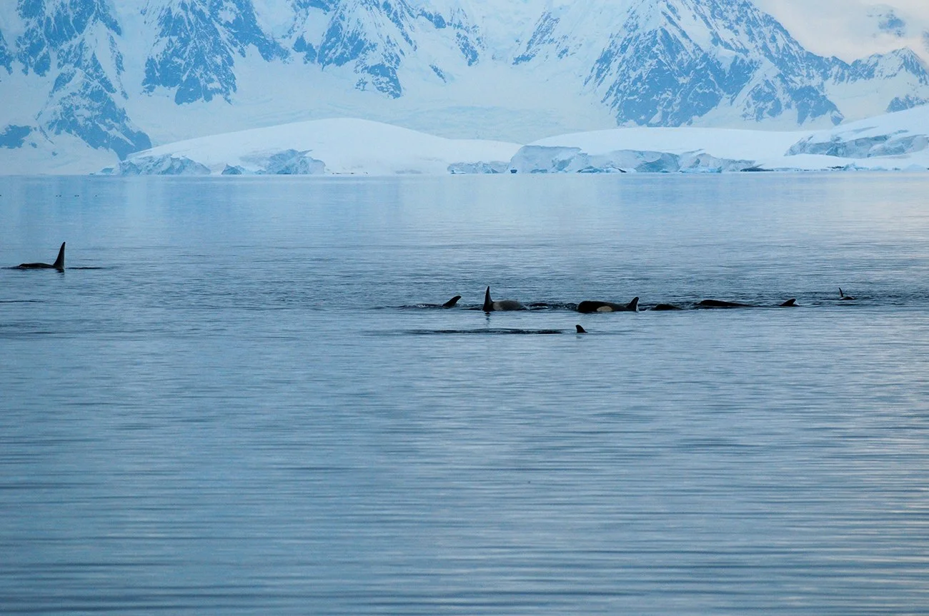 imagem de orcas na Antártica