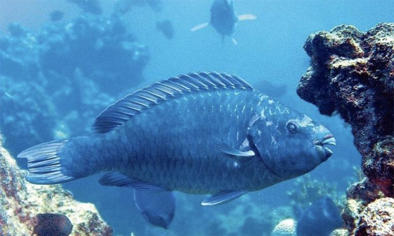 imagem de budião-azul