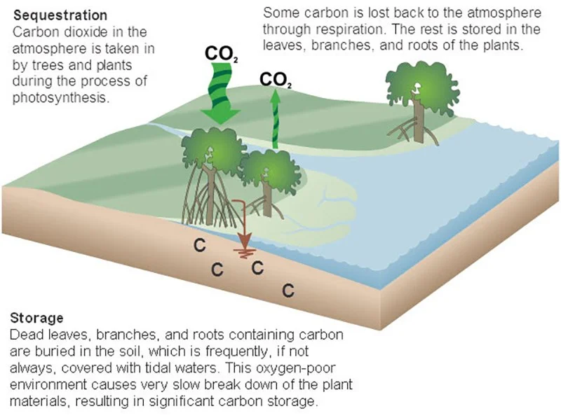 ilustração do ciclo do carbono em manguezal