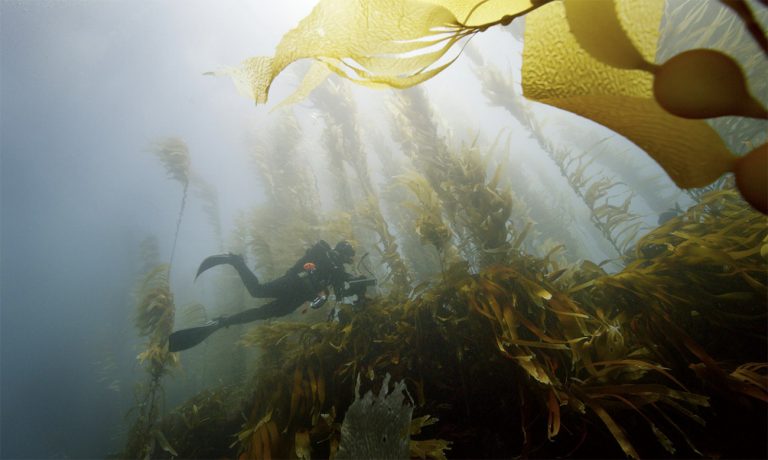 imagem de florestas de algas