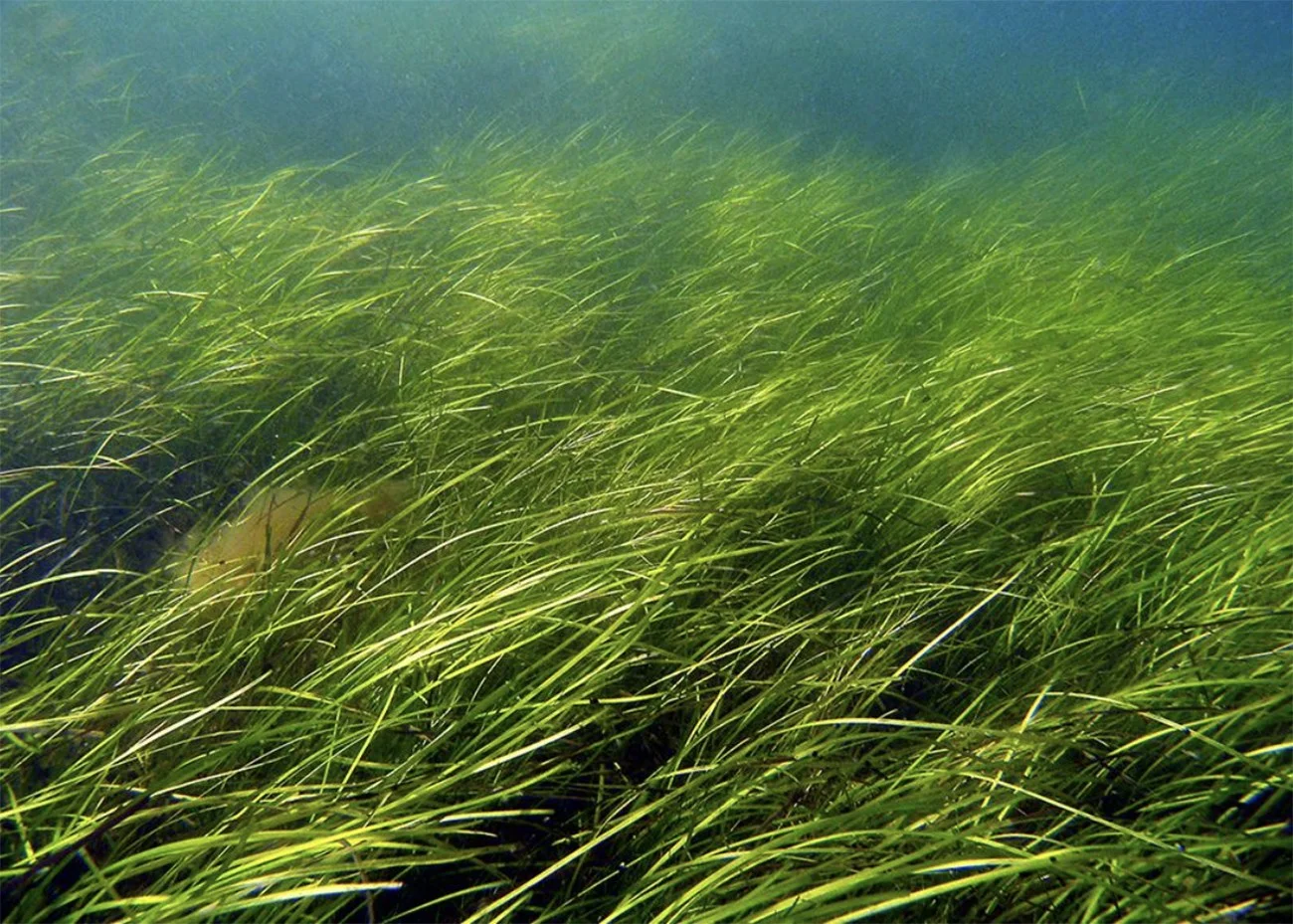 imagem de gramas marinhas