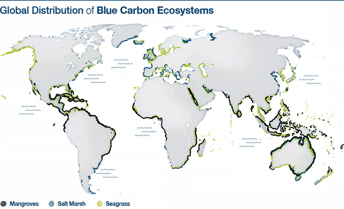mapa da distribuição de ecossistemas de carbono azul pelo mundo