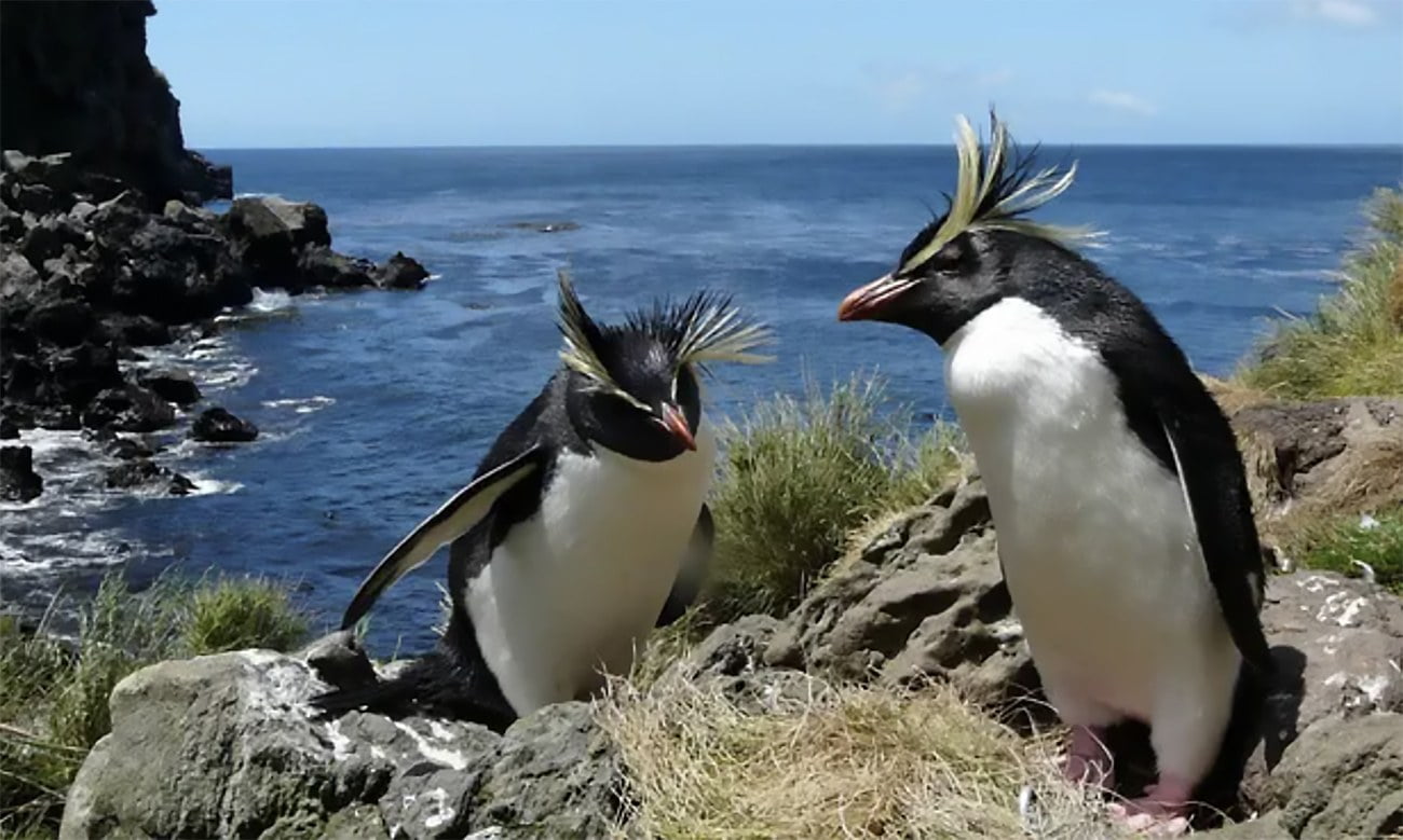 imagem de Pinguins