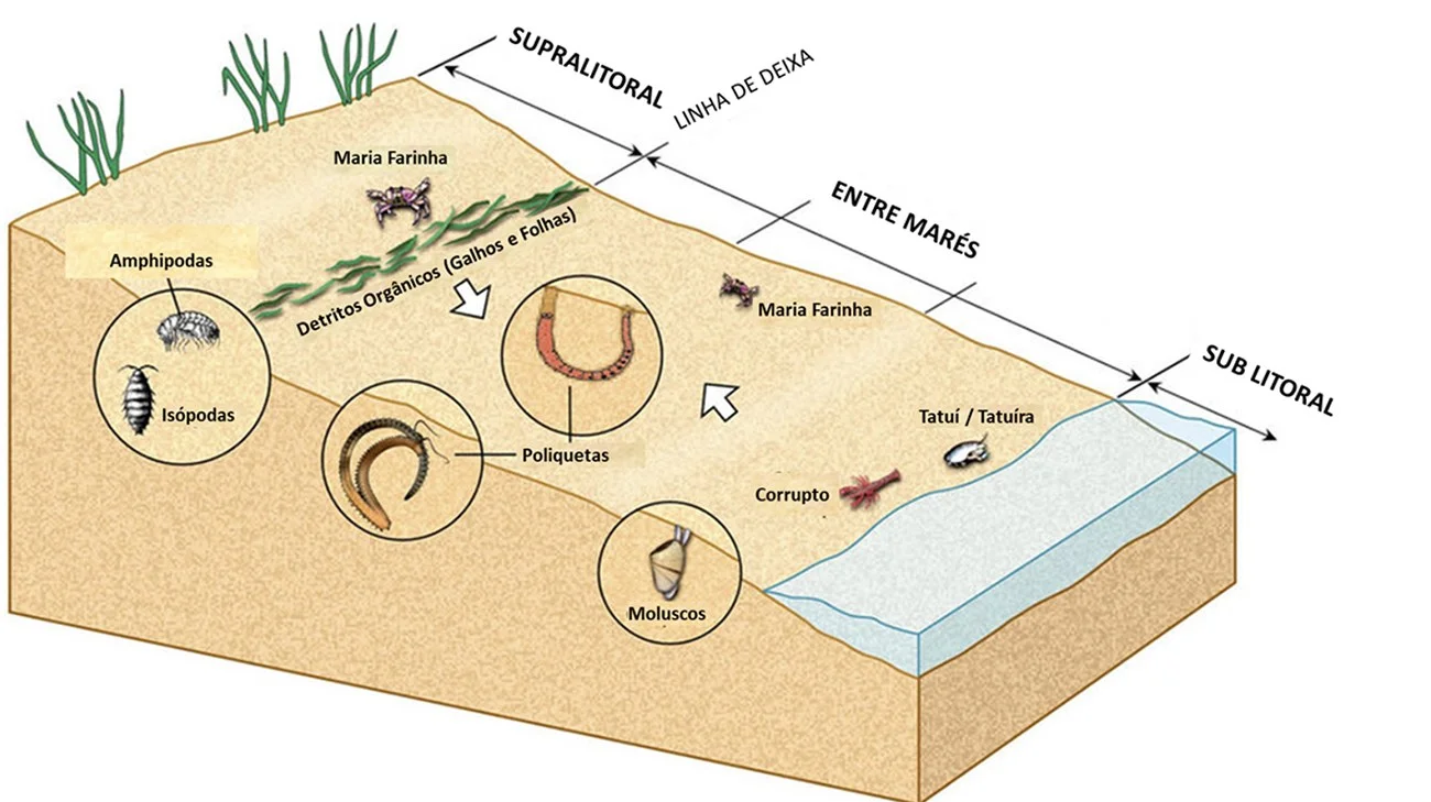 infográfico mostra areia da praia e a vida marinha