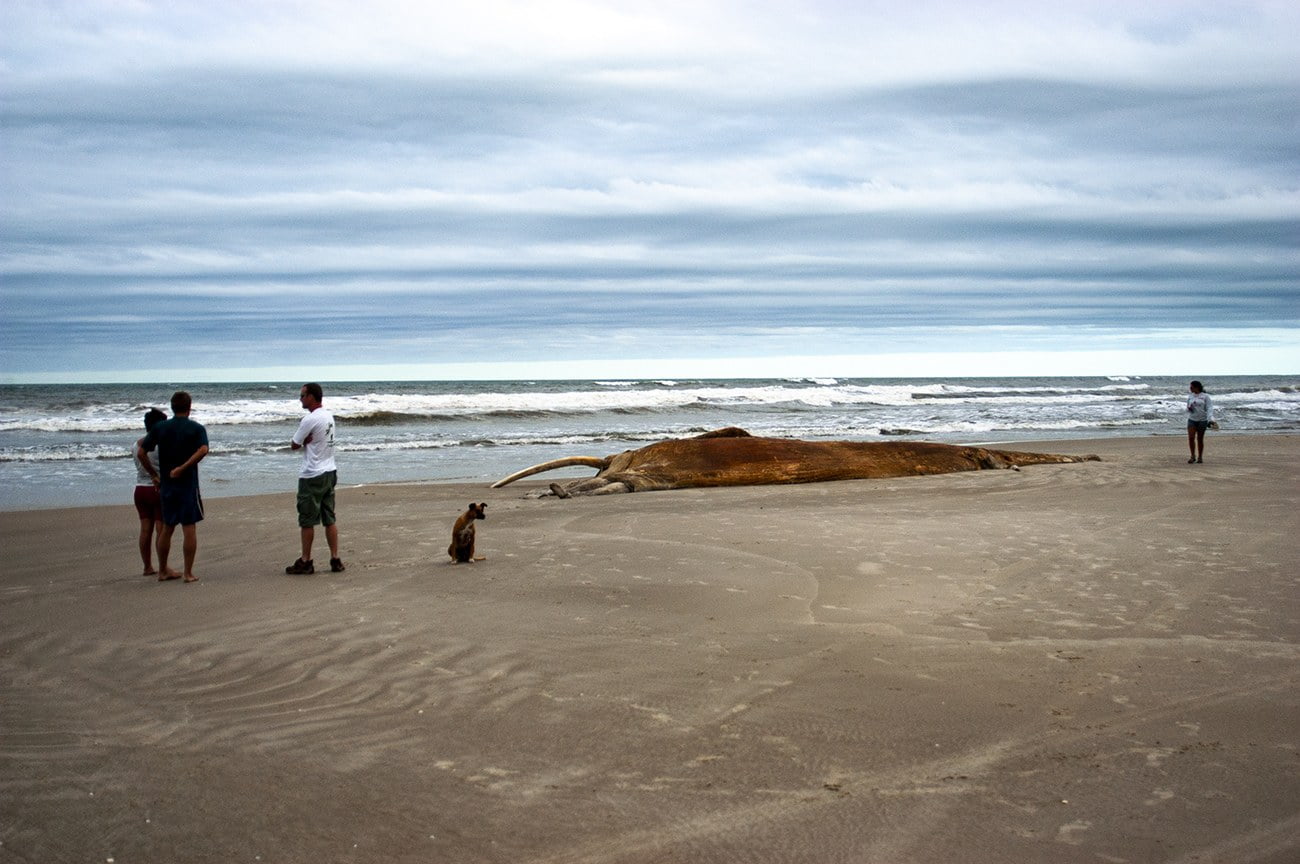 imagem de balia morta na praia