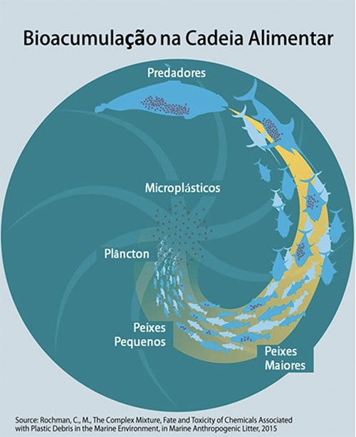 infográfico mostra bioacumulação entre microplásticso e a cadeia de vida marinha