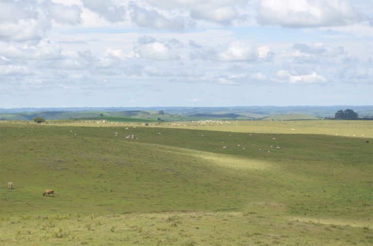 Imagem do bioma Pampa