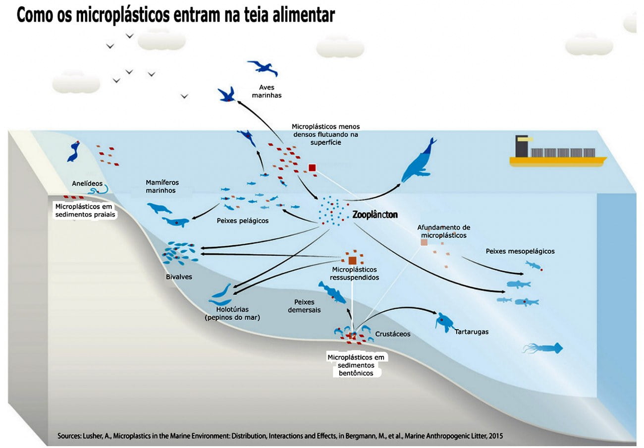 infográfico mostra cadeia alimentar nos oceanos e microplásticos