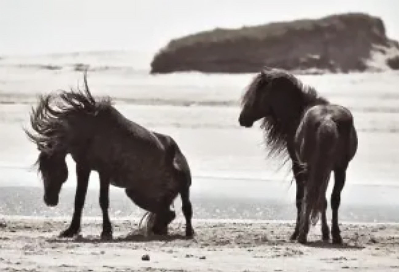 imagem de cavalos da ilha de Sables